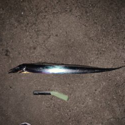 青岸でタチウオとアジが釣れました