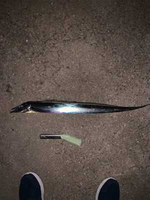 青岸でタチウオとアジが釣れました