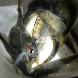 今宵もアジの仕入れに