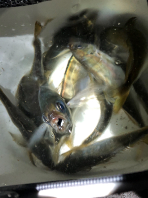 今宵もアジの仕入れに