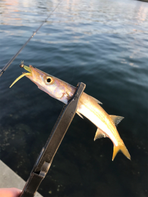 アジを求めて⑰