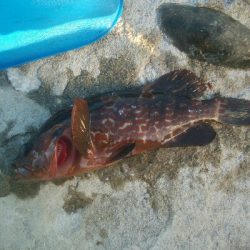 障泥烏賊2杯！イサキ1匹、カマス1匹、キジハタ1匹！