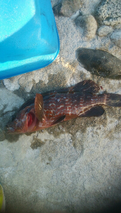 障泥烏賊2杯！イサキ1匹、カマス1匹、キジハタ1匹！