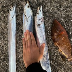 太刀魚　アコウ