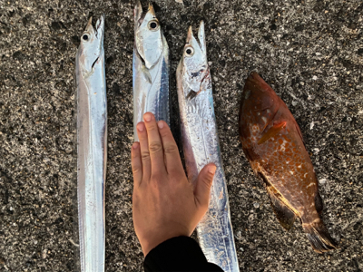 太刀魚　アコウ