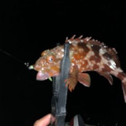 いつもよりは好釣果