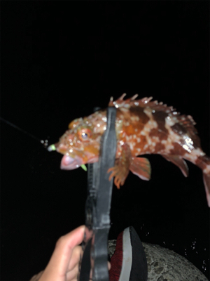 いつもよりは好釣果