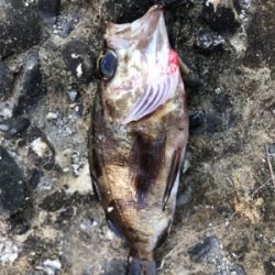 ショアジギダメでガシリング