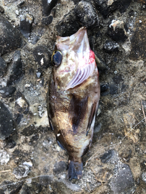 ショアジギダメでガシリング