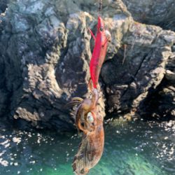 沼島の磯でエギング