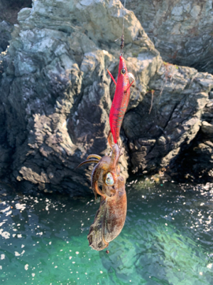 沼島の磯でエギング