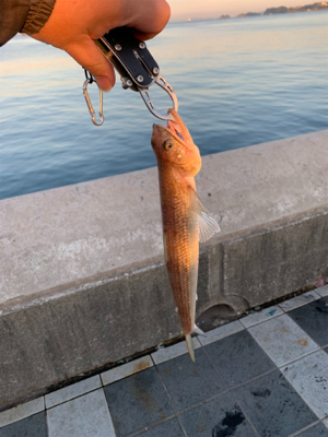 エギングのはずが…