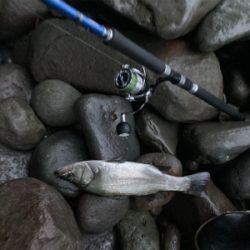 朝練のヒラスズキ!!潮まみれの一本!!