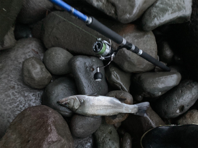 朝練のヒラスズキ!!潮まみれの一本!!