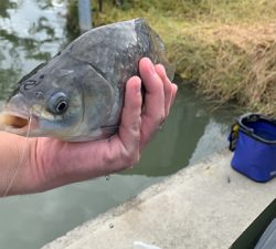 検証を兼ねての用水路での釣り