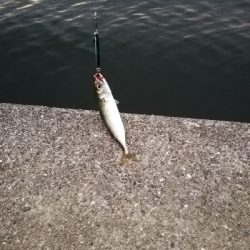 久しぶりの釣行