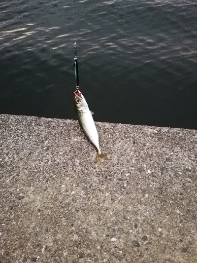 久しぶりの釣行