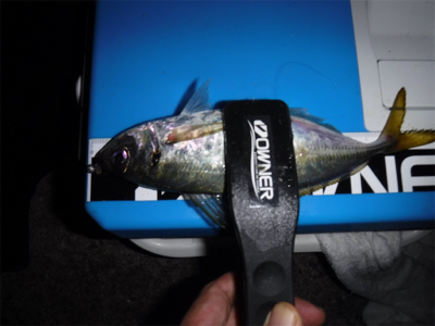 虫ヘッドアジング