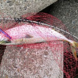 ラストの1投でメジロ