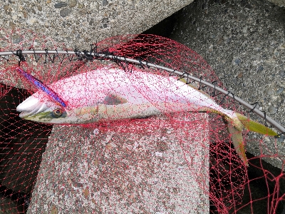 ラストの1投でメジロ