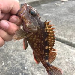 まだまだアコウさんは健在ですね