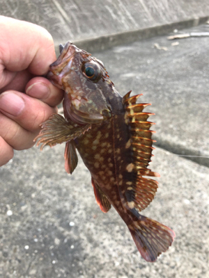 まだまだアコウさんは健在ですね