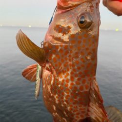 ショアジギングでスペシャルゲスト