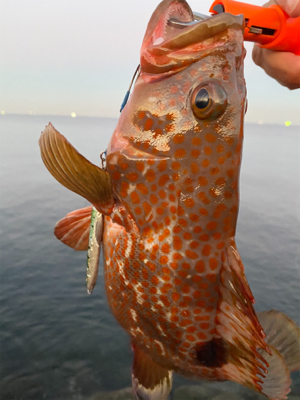ショアジギングでスペシャルゲスト