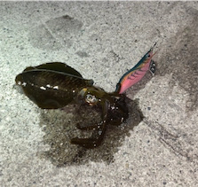 時合に入り連発!!