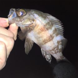 明石ライトゲーム