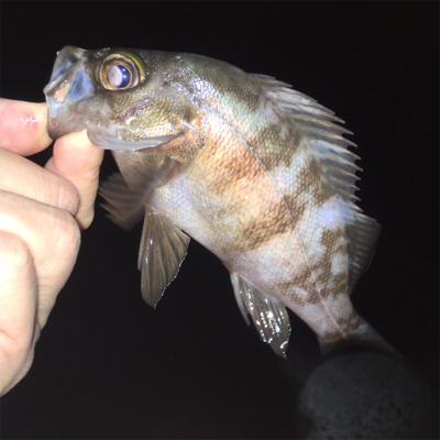 明石ライトゲーム