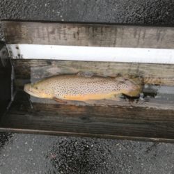 今季初トラウト