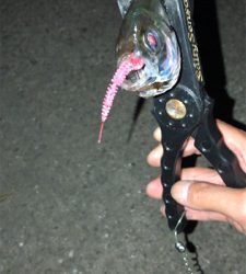 エギングのちアジング