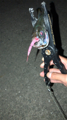 エギングのちアジング