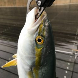 ☆雨にも負けず