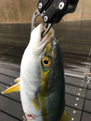 ☆雨にも負けず