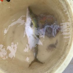 昼から明石沖青物ジギング