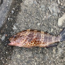 jackal グッドミールでハタ