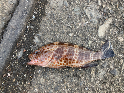 jackal グッドミールでハタ