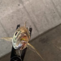 ベイトアジングの道⑨