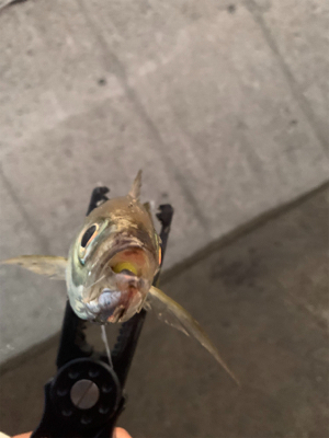 ベイトアジングの道⑨