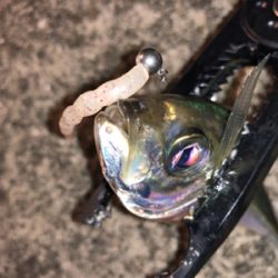 激ムズアジング