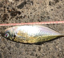 アジングナイト