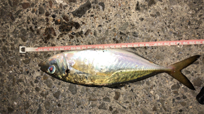 アジングナイト