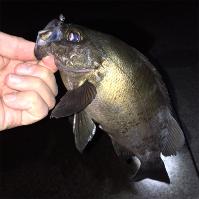 明石でアジ・メバル