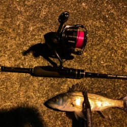 例年より魚の少ない大阪湾奥