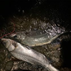 70アップのヒラスズキをゲット!