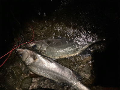 70アップのヒラスズキをゲット!