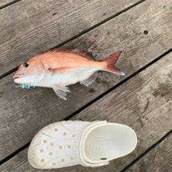 タチウオ再来襲