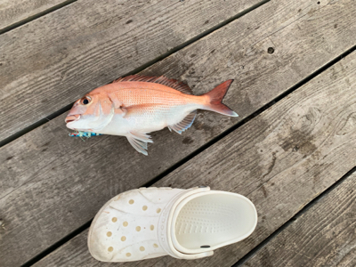 タチウオ再来襲